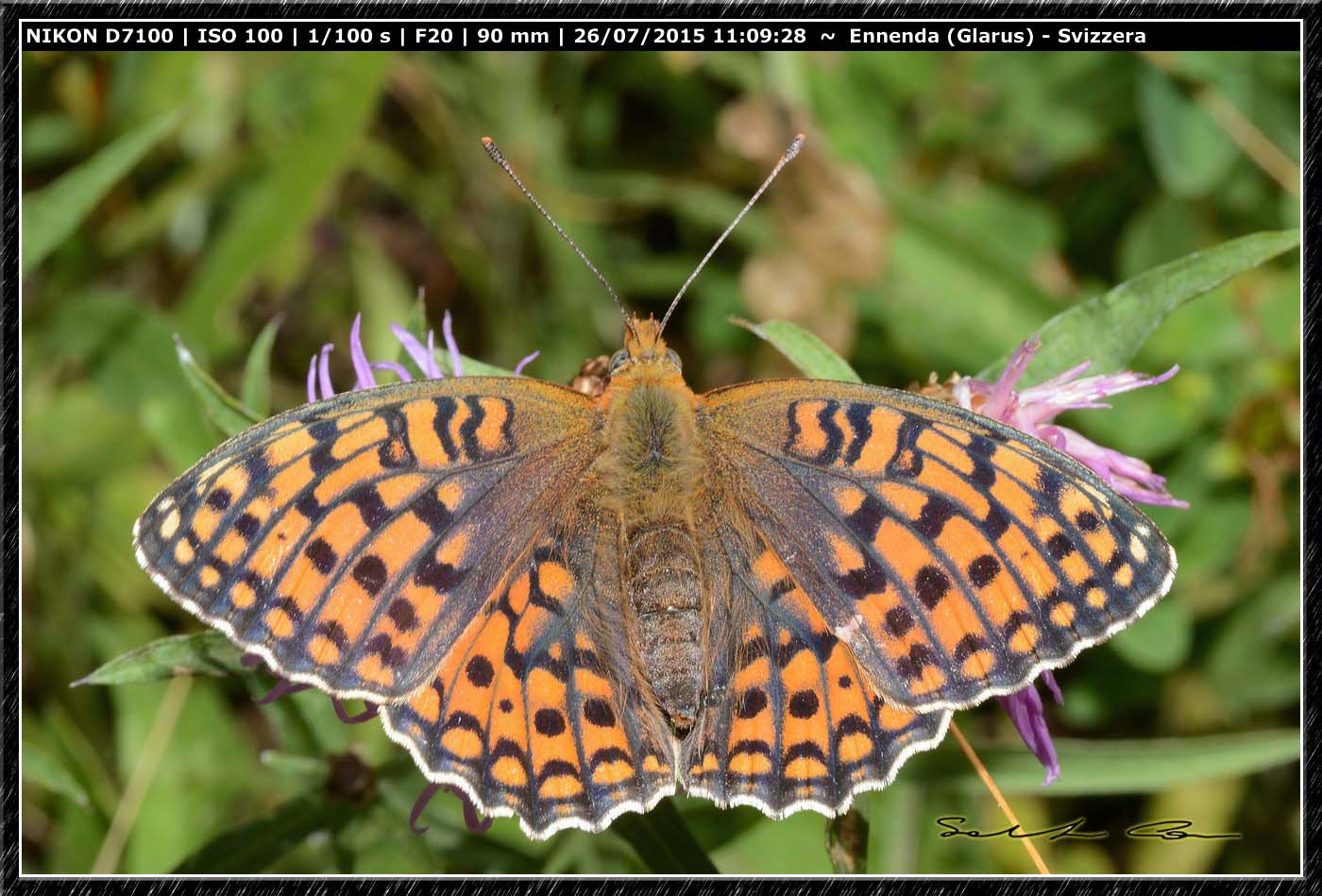 Nymphalidae da id - Argynnis (Fabriciana) cfr. niobe